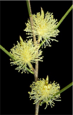 APII jpeg image of Melaleuca osullivanii  © contact APII