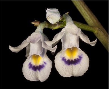 APII jpeg image of Hybanthus floribundus subsp. curvifolius  © contact APII