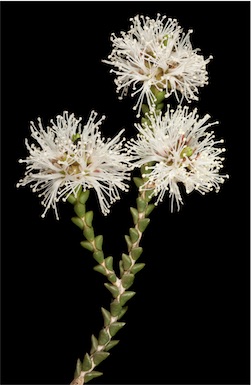 APII jpeg image of Melaleuca cucullata  © contact APII