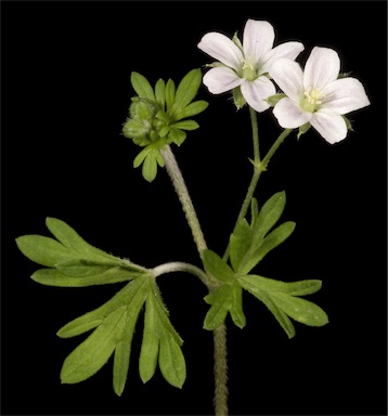 APII jpeg image of Geranium solanderi  © contact APII