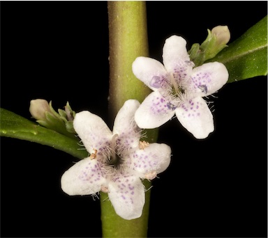 APII jpeg image of Myoporum tetrandrum  © contact APII