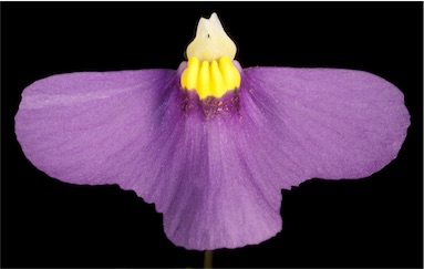 APII jpeg image of Utricularia benthamii  © contact APII