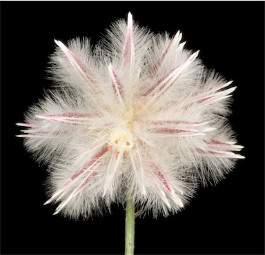 APII jpeg image of Ptilotus esquamatus  © contact APII