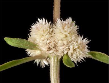 APII jpeg image of Alternanthera denticulata  © contact APII