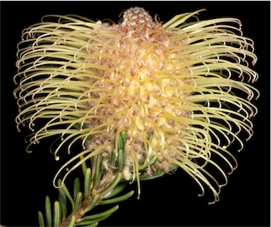 APII jpeg image of Banksia pulchella  © contact APII