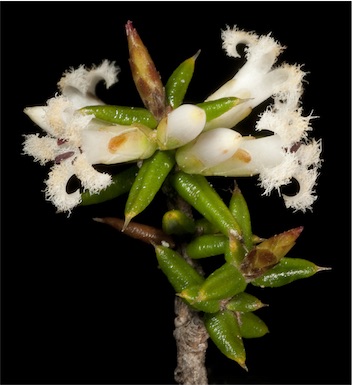 APII jpeg image of Leucopogon sp. Kau Rock (M.A.Burgman 1126)  © contact APII