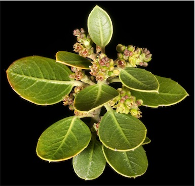 APII jpeg image of Rhamnus alaternus  © contact APII