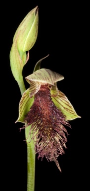 APII jpeg image of Calochilus stramenicola  © contact APII