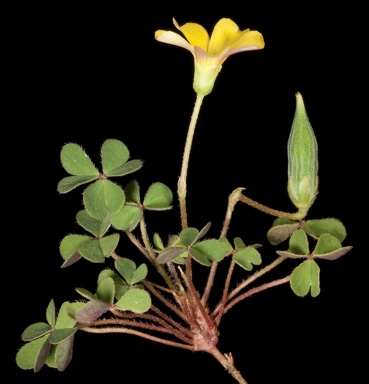 APII jpeg image of Oxalis exilis  © contact APII