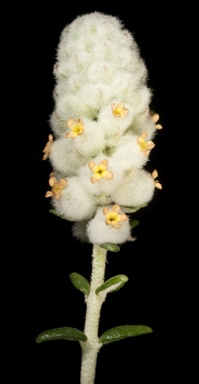 APII jpeg image of Physopsis spicata  © contact APII