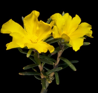 APII jpeg image of Hibbertia robur  © contact APII