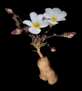 APII jpeg image of Calandrinia translucens  © contact APII