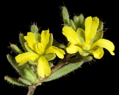 APII jpeg image of Hibbertia diamesogenos  © contact APII