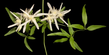 APII jpeg image of Clematis linearifolia  © contact APII