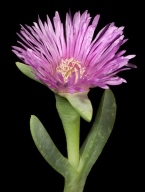 APII jpeg image of Carpobrotus virescens  © contact APII