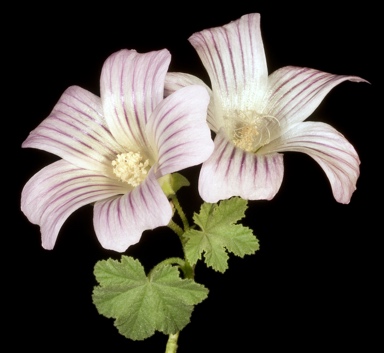 APII jpeg image of Malva weinmanniana  © contact APII