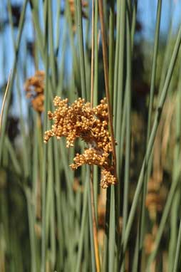 APII jpeg image of Juncus subsecundus  © contact APII