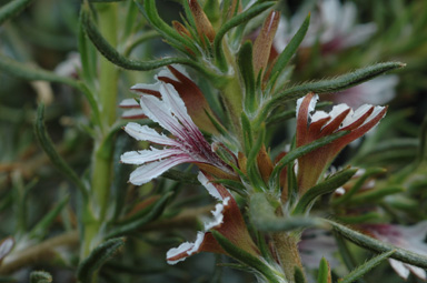 APII jpeg image of Scaevola repens  © contact APII