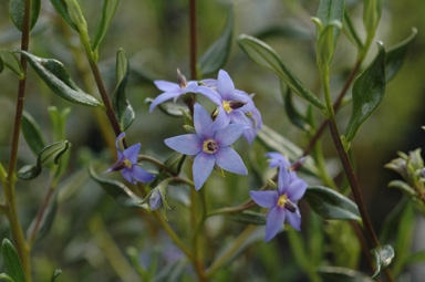 APII jpeg image of Halgania andromedifolia  © contact APII