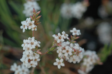 APII jpeg image of Leucopogon microphyllus var. microphyllus  © contact APII