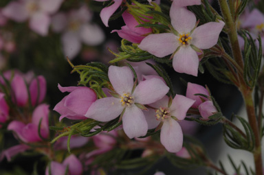 APII jpeg image of Boronia subulifolia  © contact APII