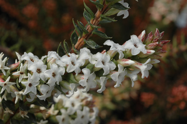 APII jpeg image of Epacris stuartii  © contact APII