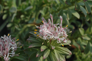 APII jpeg image of Isopogon buxifolius var. spathulatus  © contact APII