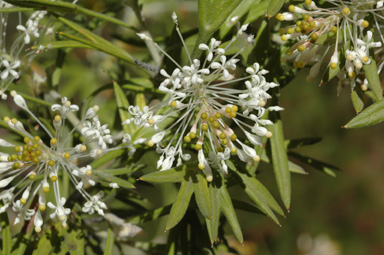 APII jpeg image of Grevillea vestita  © contact APII