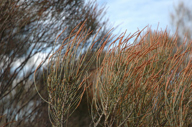 APII jpeg image of Allocasuarina distyla  © contact APII