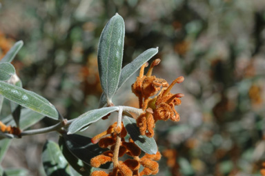 APII jpeg image of Grevillea floribunda subsp. floribunda  © contact APII