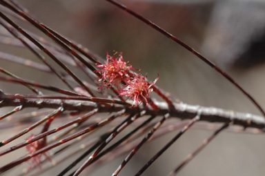 APII jpeg image of Allocasuarina torulosa  © contact APII