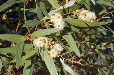 APII jpeg image of Eucalyptus porosa  © contact APII