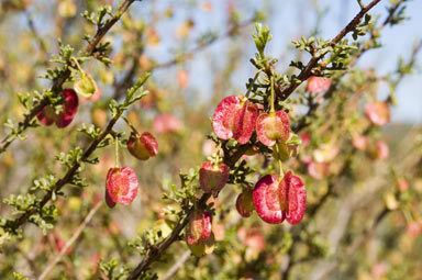 APII jpeg image of Dodonaea microzyga 'microzyga'  © contact APII