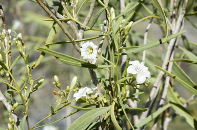 APII jpeg image of Duboisia hopwoodii  © contact APII