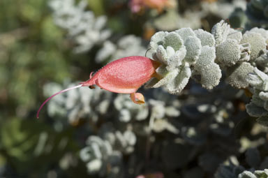 APII jpeg image of Eremophila hillii  © contact APII