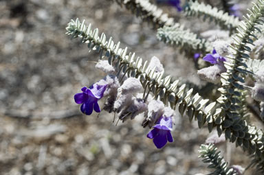 APII jpeg image of Eremophila lachnocalyx  © contact APII