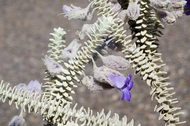 APII jpeg image of Eremophila lachnocalyx  © contact APII