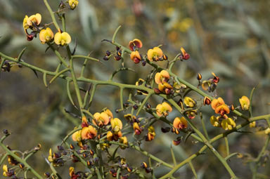 APII jpeg image of Daviesia retrorsa  © contact APII