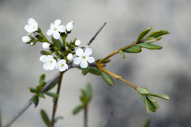 APII jpeg image of Logania stenophylla  © contact APII