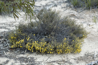 APII jpeg image of Bossiaea leptacantha  © contact APII