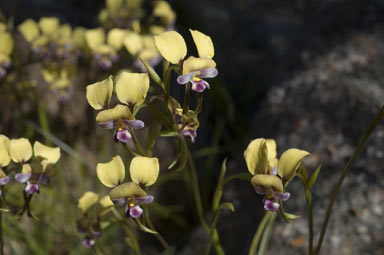 APII jpeg image of Diuris hazeliae  © contact APII