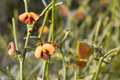 APII jpeg image of Daviesia major  © contact APII