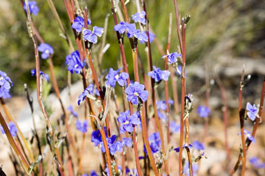 APII jpeg image of Dampiera angulata  © contact APII