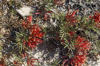 APII jpeg image of Grevillea huegelii  © contact APII