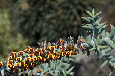 APII jpeg image of Daviesia pachyphylla  © contact APII