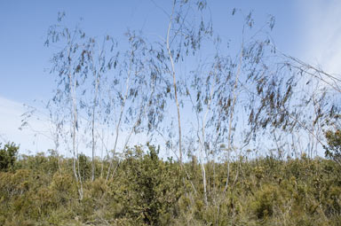 APII jpeg image of Eucalyptus sepulcralis  © contact APII