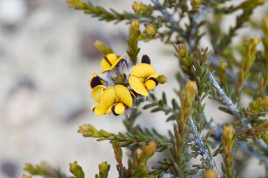 APII jpeg image of Pultenaea brachyphylla  © contact APII