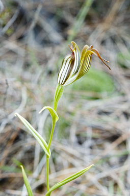 APII jpeg image of Pterostylis recurva  © contact APII