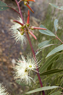 APII jpeg image of Eucalyptus annulata  © contact APII