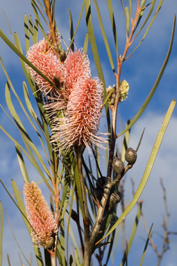 APII jpeg image of Hakea multilineata  © contact APII